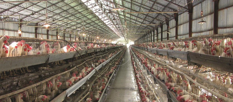 Scaled chicken breeding farm for Shunxin fertilizer project in Vietnam