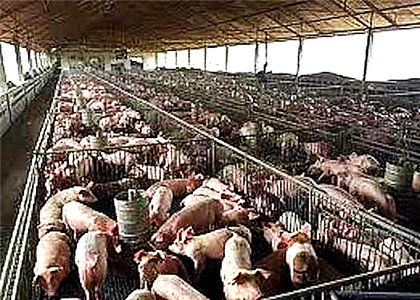 Pig Farm Manure Waste for Organic Manure Production