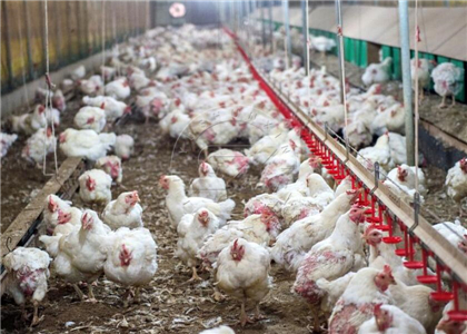 Scaled chicken breeding farm for fertilizer project